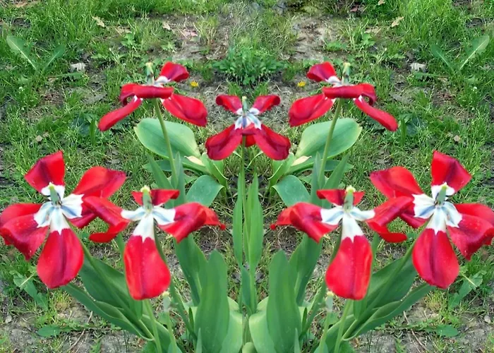 Zvana's - Da Giovanna 3* Imola