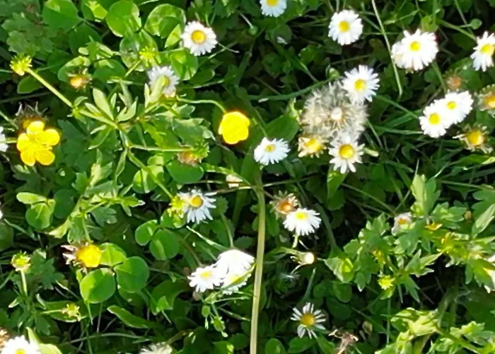 Zvana's - Da Giovanna Imola