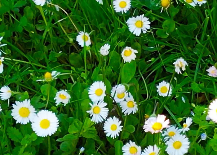 Zvana's - Da Giovanna 3* Imola