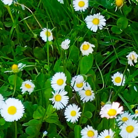 Zvana's - Da Giovanna 3* Imola