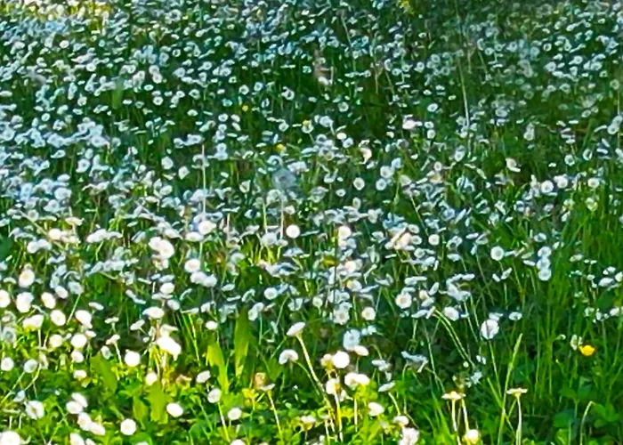 Zvana's - Da Giovanna