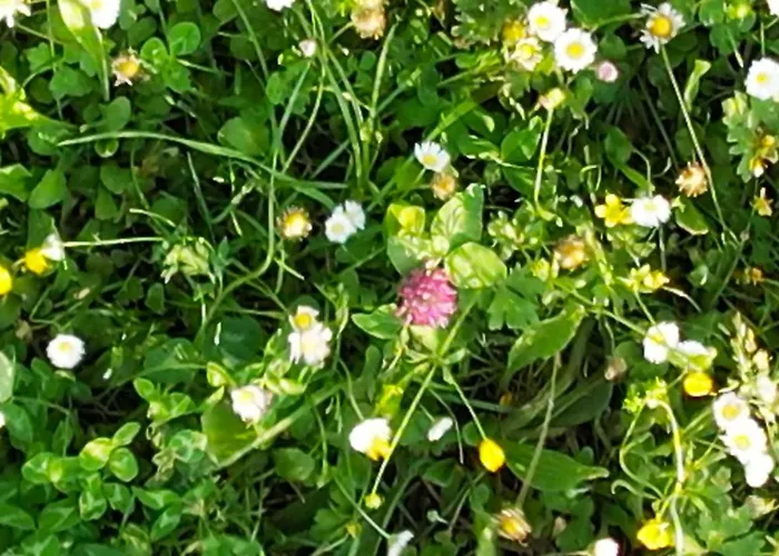 Zvana's - Da Giovanna Bed and Breakfast 3*