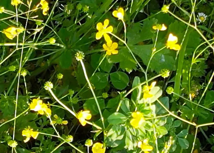 Zvana's - Da Giovanna 3*