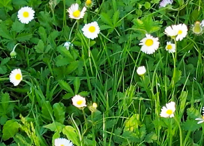 Zvana's - Da Giovanna Bed and Breakfast